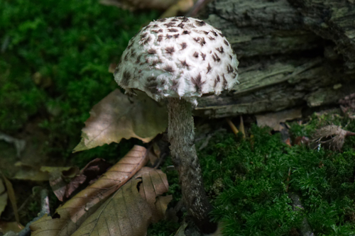 Strobilomyces strobilaceus — photo