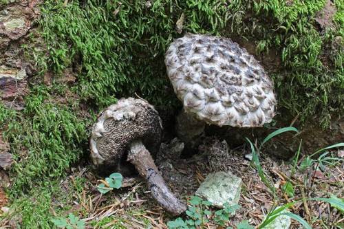 Strobilomyces strobilaceus