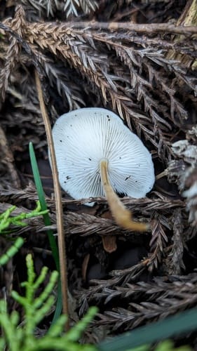 Strobilurus ohshimae (Sugiedatake) — photo