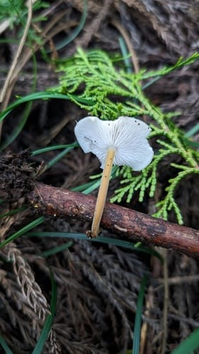 Strobilurus ohshimae (Sugiedatake) — photo