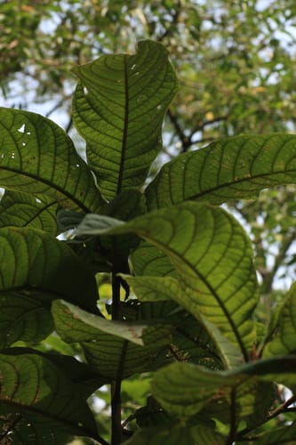 Strobocalyx arborea (Tree vernonia) — photo