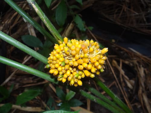 Stromanthe macrochlamys — photo