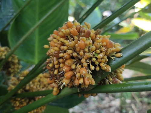 Stromanthe macrochlamys
