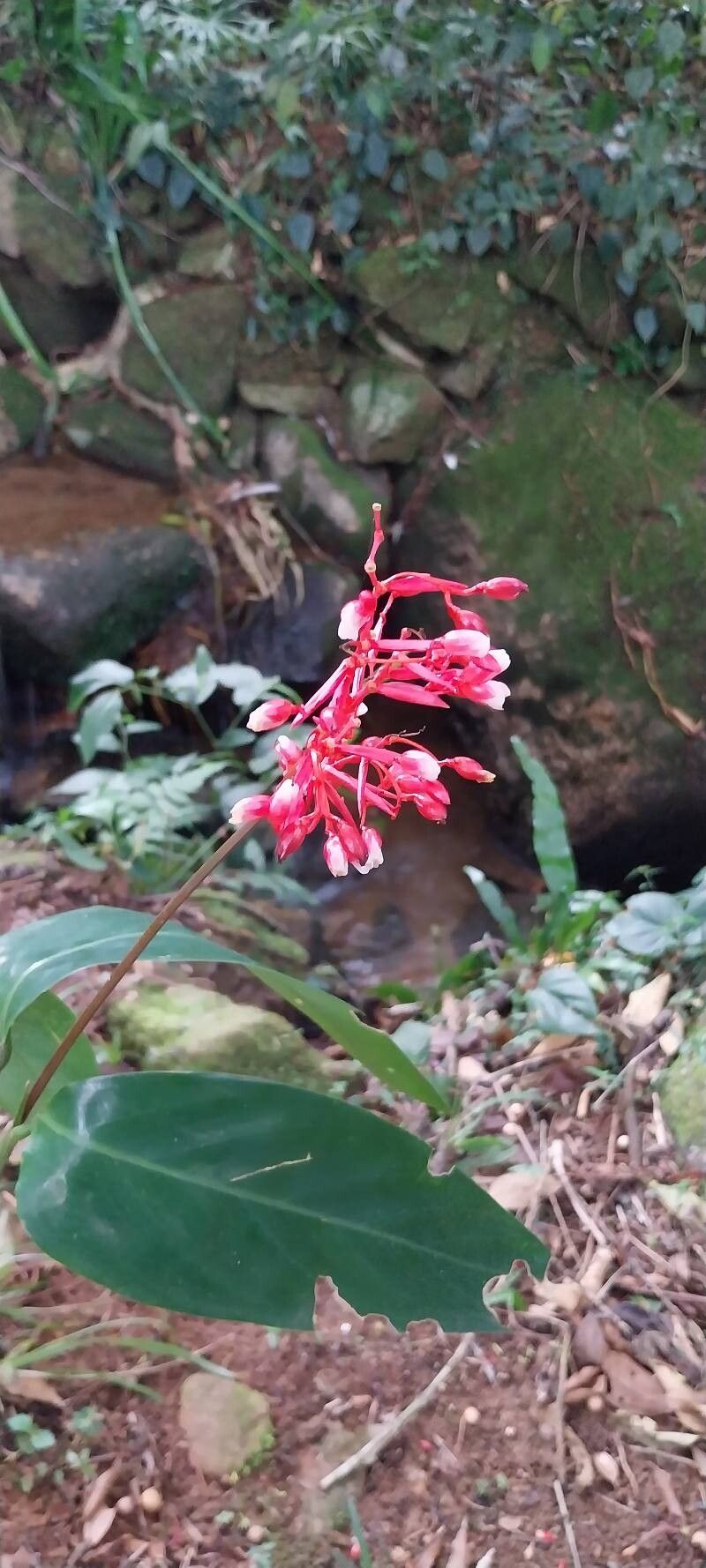Stromanthe sp. (Kai) — photo