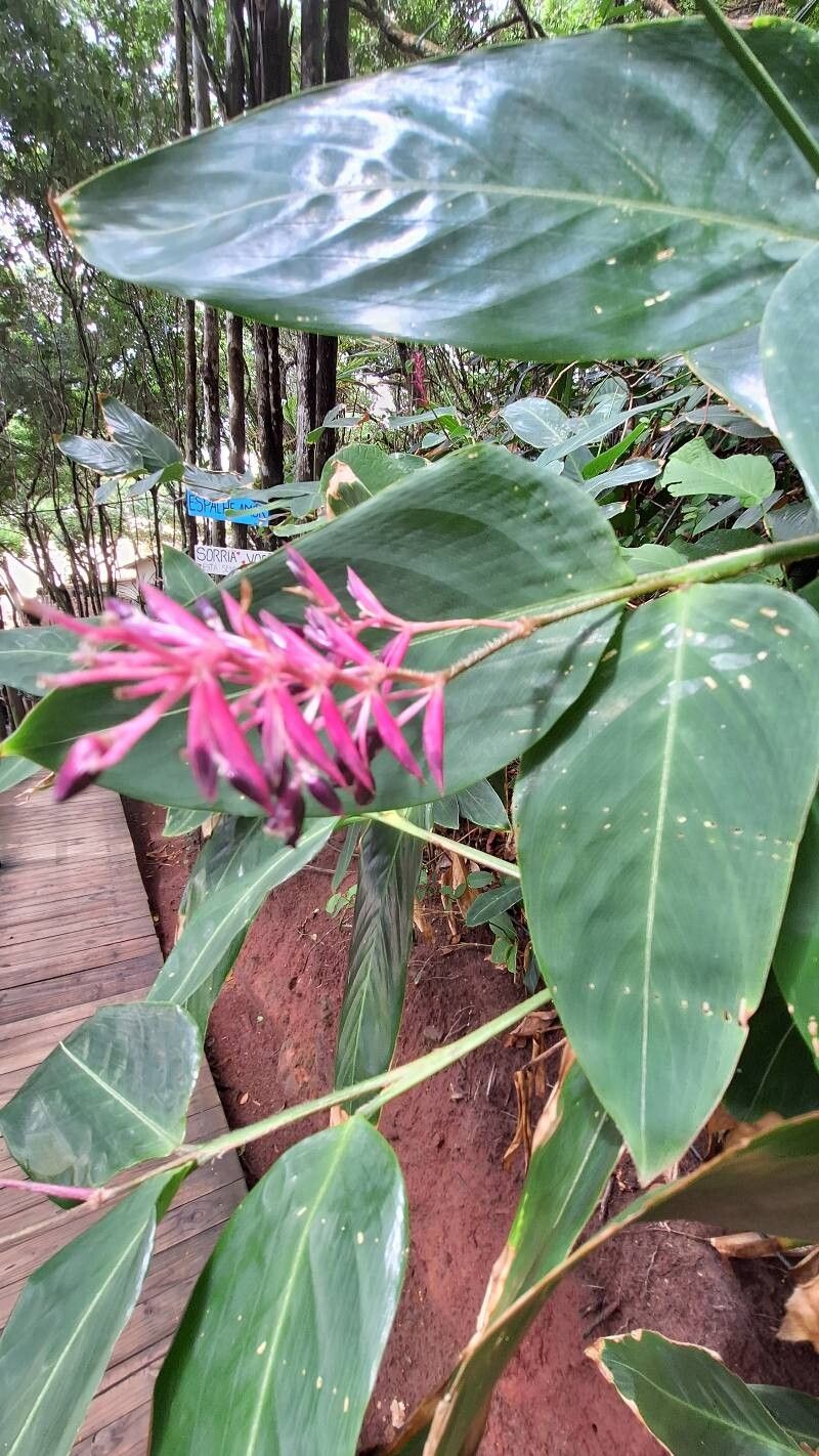 Stromanthe sp. (Kai) — photo