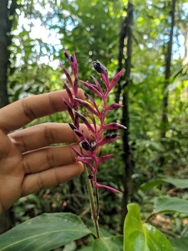 Stromanthe sp.