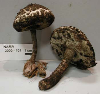 Strombilomyces floccopus (Old man of the woods) — photo