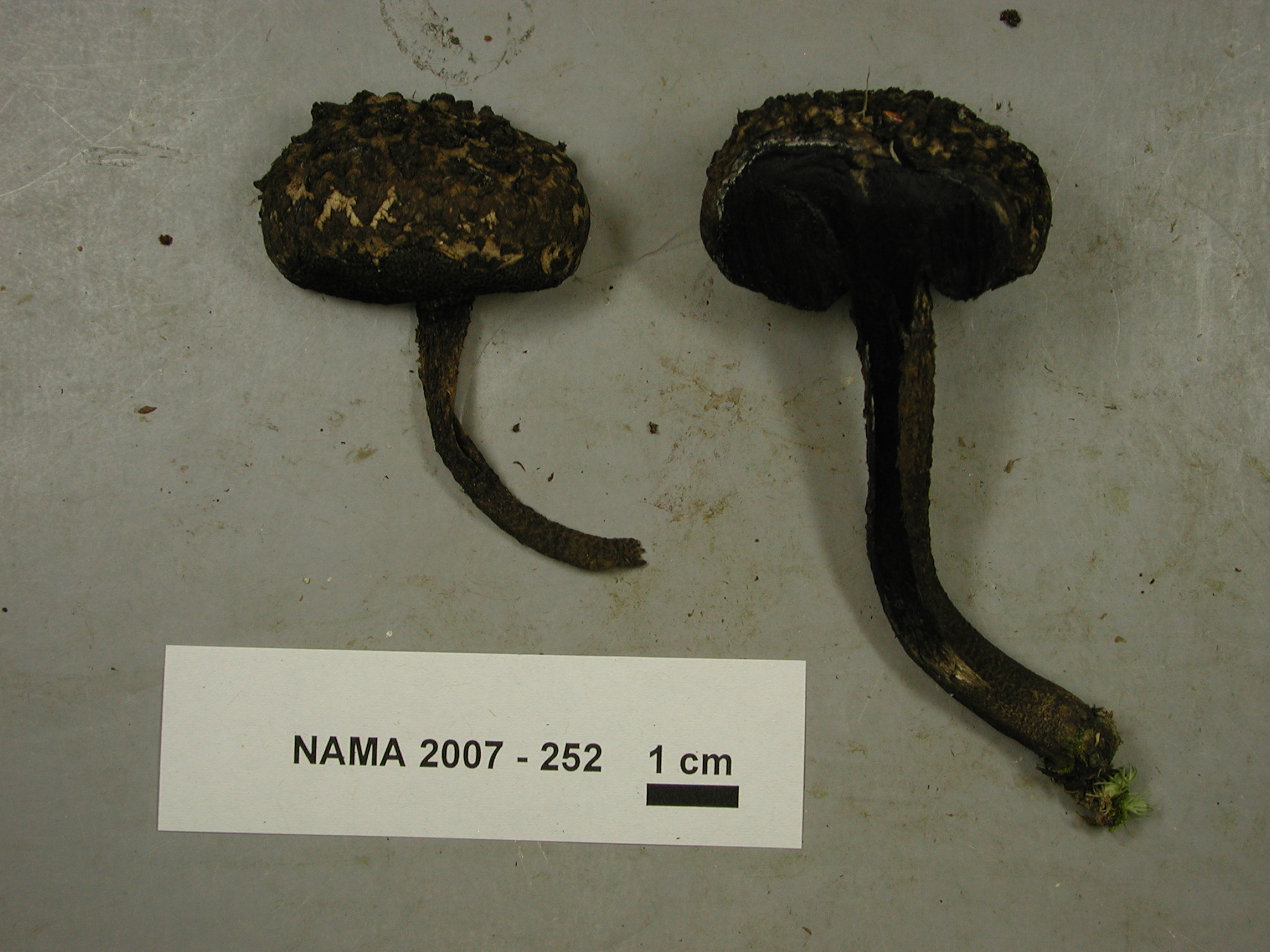 Strombilomyces floccopus
