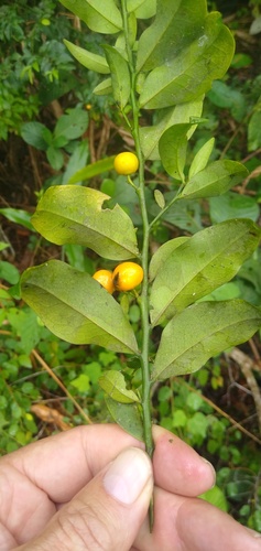 Strombosia grandifolia — photo