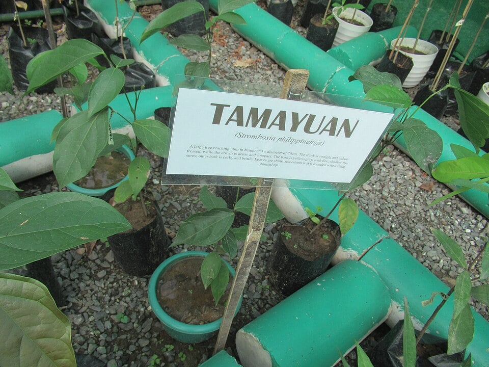 Strombosia philippinensis (Tamayuan) — photo