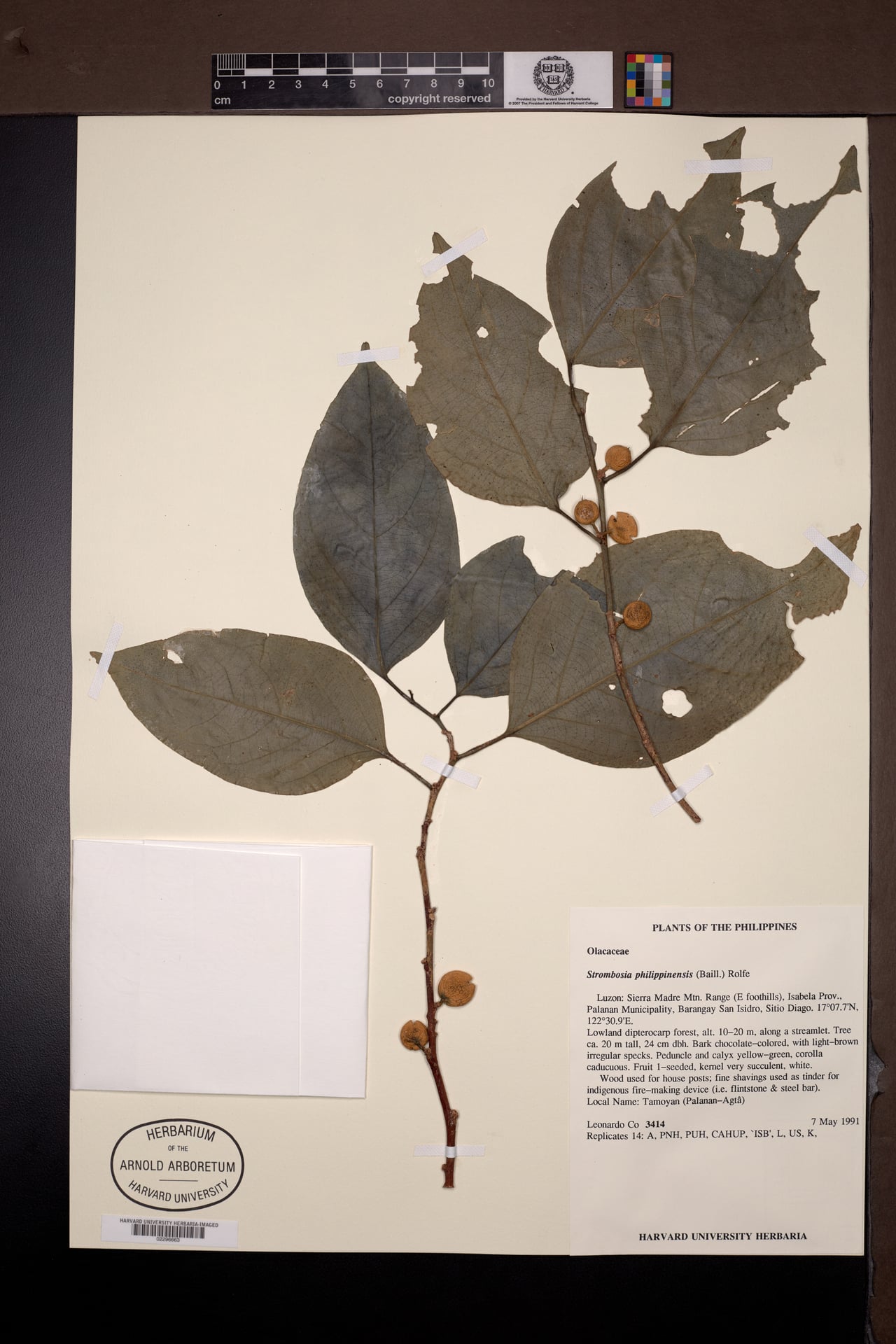 Strombosia philippinensis (Tamayuan) — photo