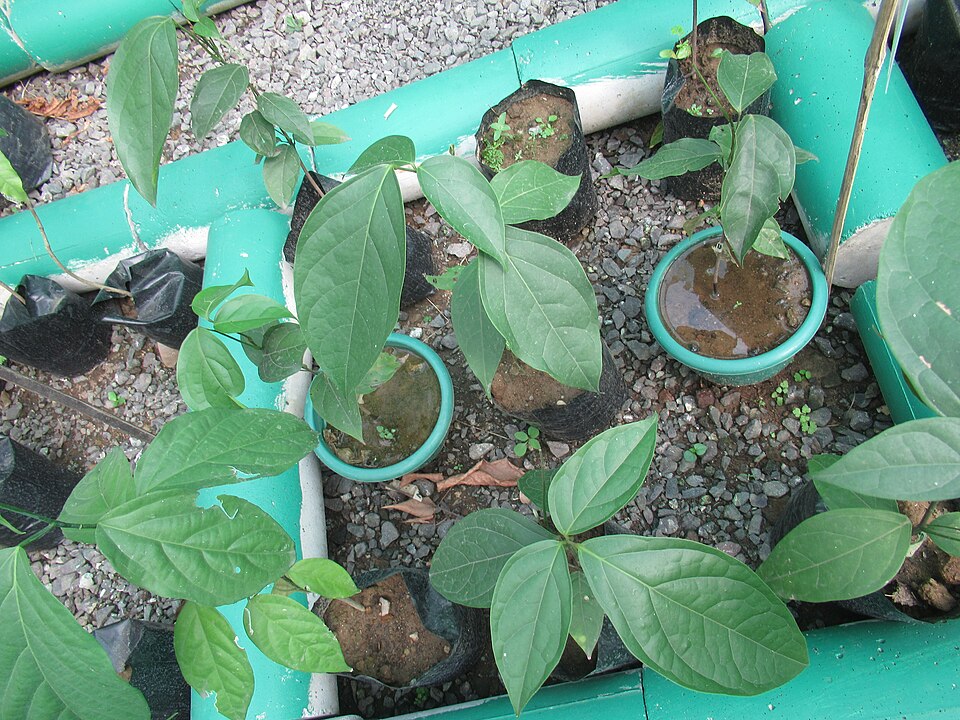 Strombosia philippinensis