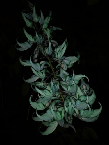 Strongylodon macrobotrys (Jade Vine) — photo