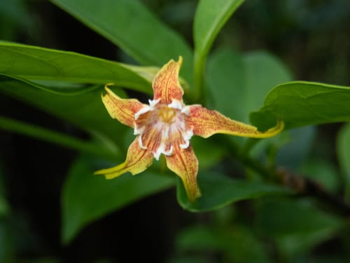 Strophanthus divaricatus (Goat-horns strophanthus) — photo