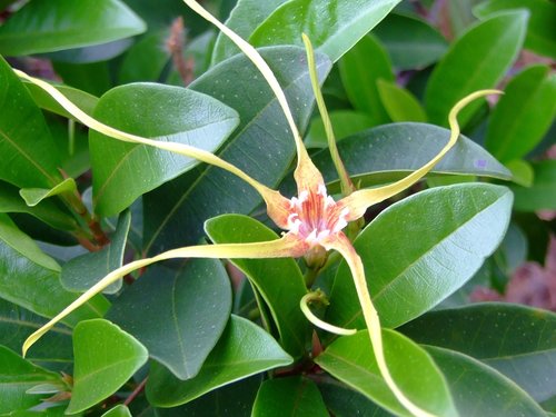 Strophanthus divaricatus