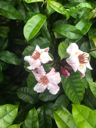 Strophanthus gratus (Cream fruit) — photo