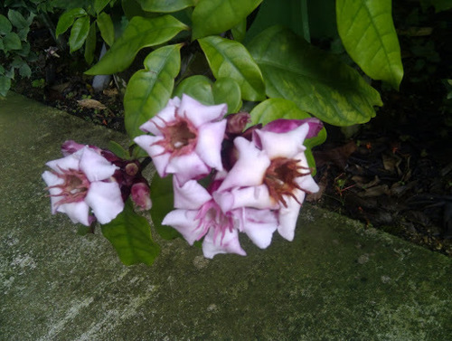 Strophanthus gratus