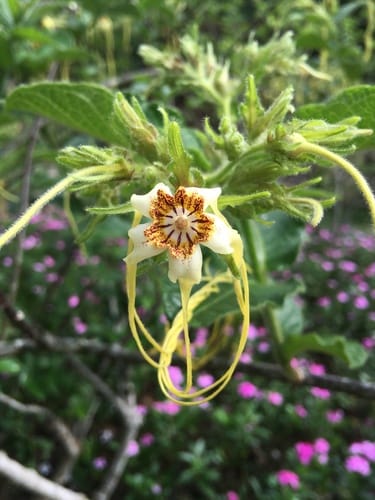 Strophanthus hispidus (Hispid strophanthus) — photo