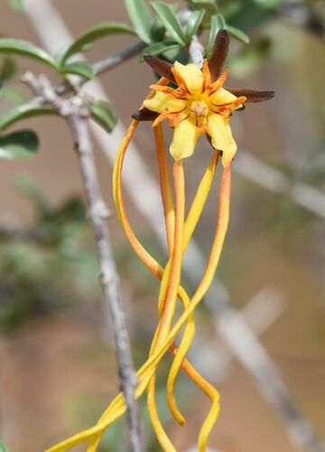 Strophanthus mirabilis — photo