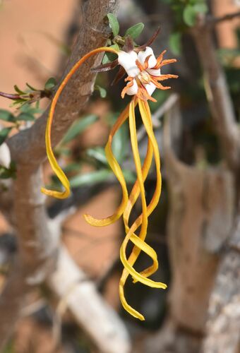 Strophanthus mirabilis