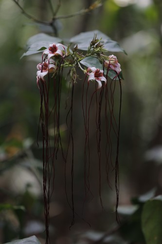 Strophanthus preussii (Spider tresses) — photo