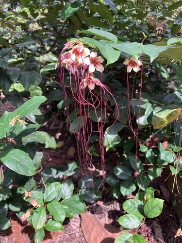 Strophanthus preussii (Spider tresses) — photo