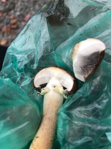 Stropharia rugosoannulata (Giant stropharia) — photo