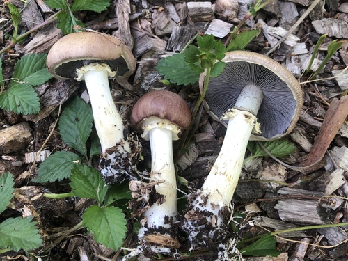 Stropharia rugosoannulata