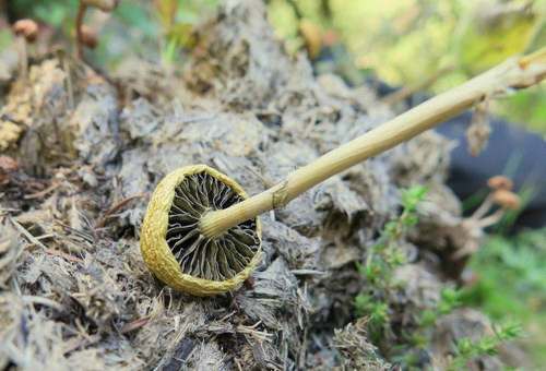 Stropharia semiglobata — photo