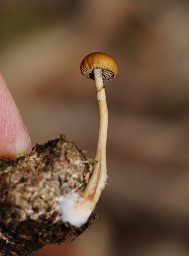 Stropharia semiglobata — photo