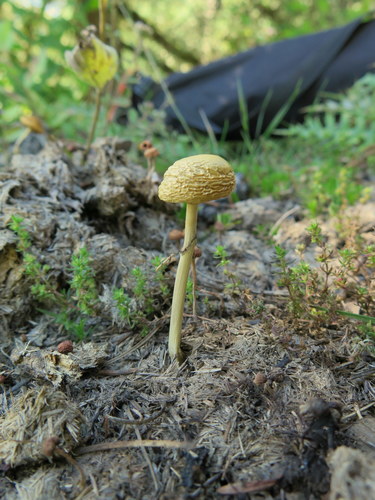 Stropharia semiglobata