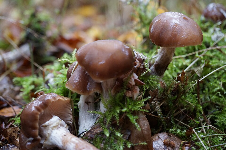 Stropharia spp. — photo