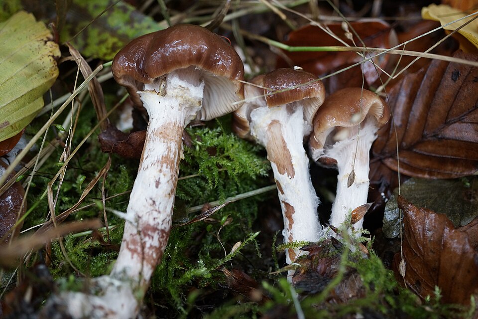 Stropharia spp.