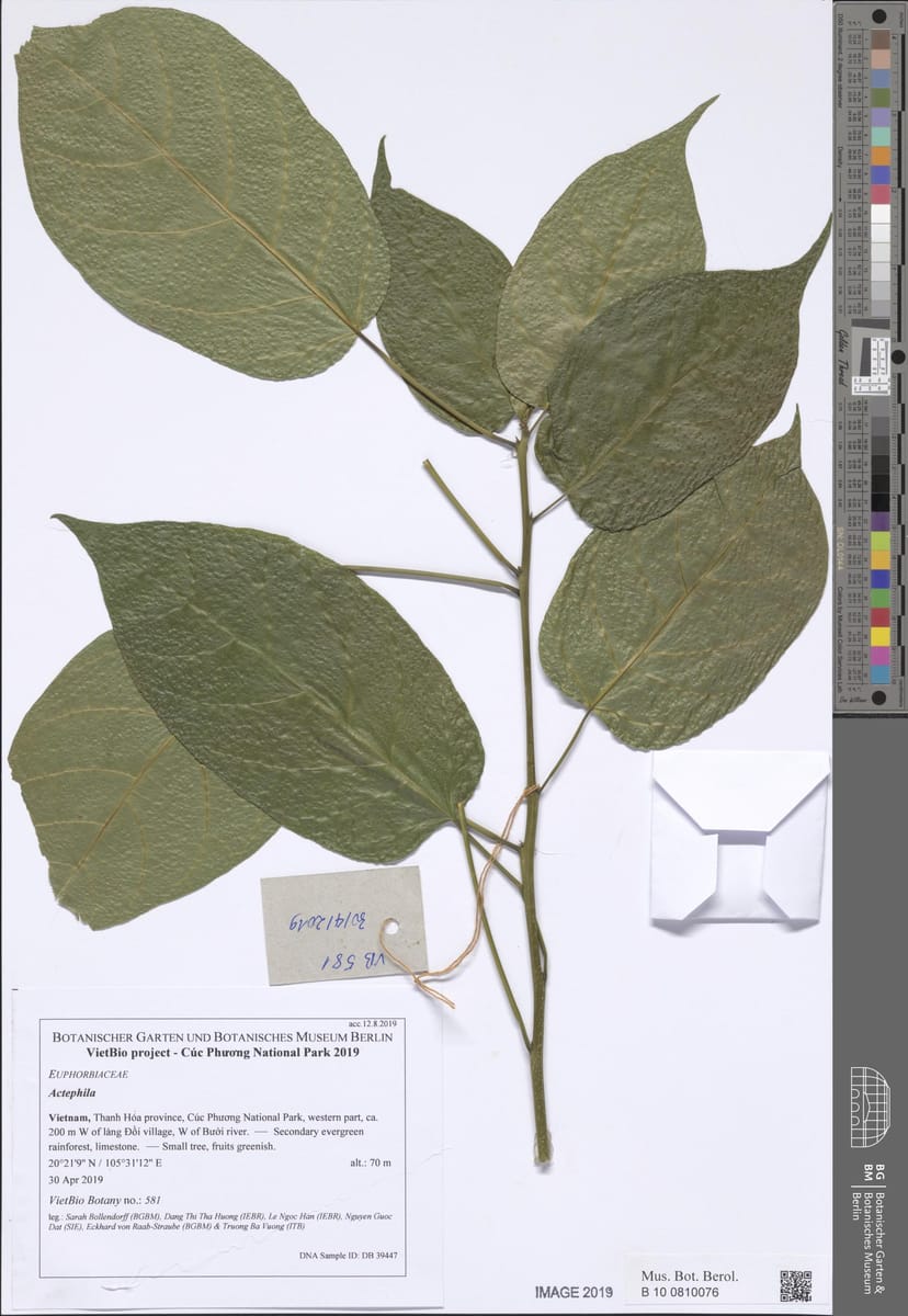 Strophioblachia fimbricalyx (Bonata bush) — photo