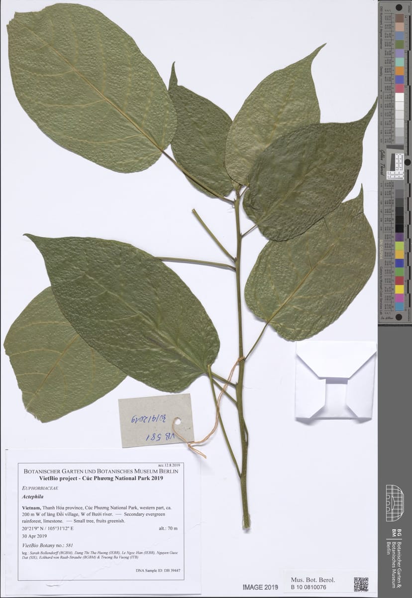 Strophioblachia fimbricalyx (Bonata bush) — photo