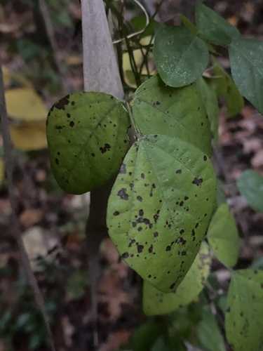 Strophostyles helvula — photo