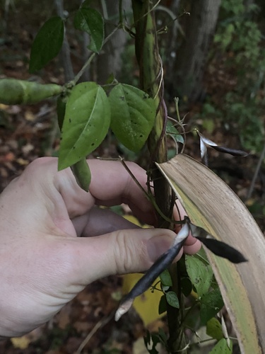 Strophostyles helvula — photo