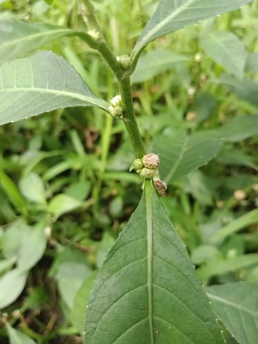 Struchium sparganophorum (Water Bitterleaf) — photo