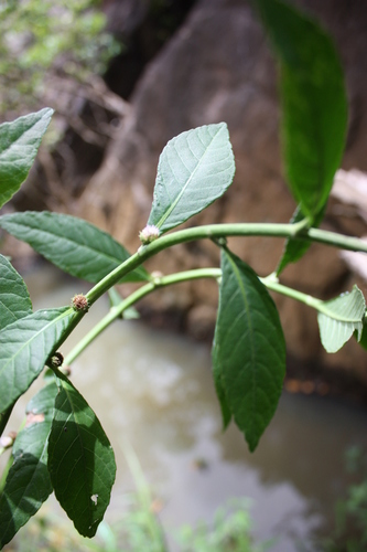 Struchium sparganophorum (Water Bitterleaf) — photo