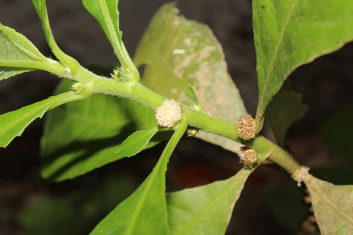 Struchium sparganophorum