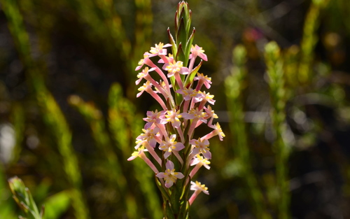 Struthiola ciliata — photo