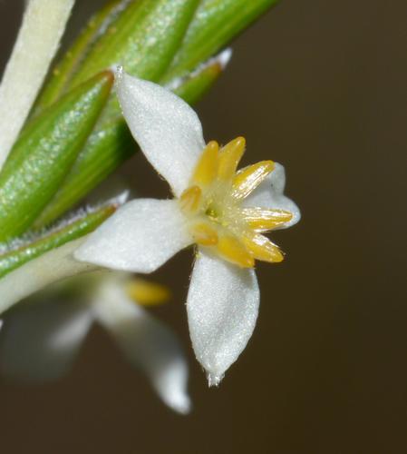 Struthiola ciliata