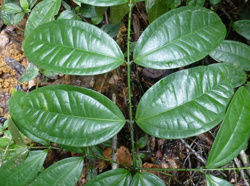 Strychnos aculeata — photo