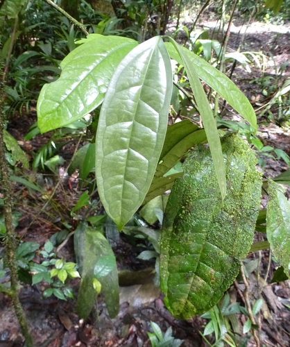 Strychnos aculeata — photo