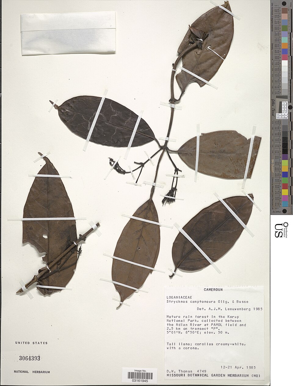 Strychnos camptoneura