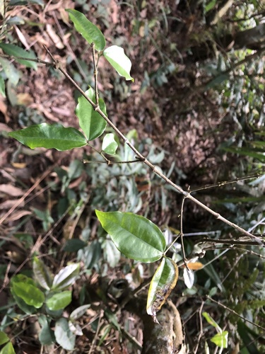 Strychnos cathayensis — photo