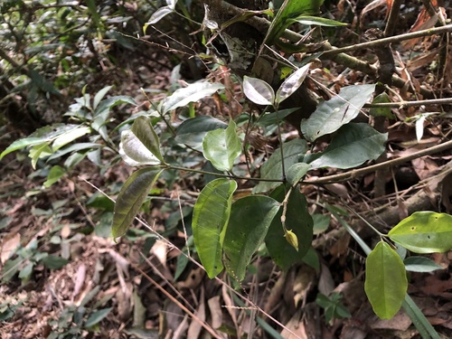 Strychnos cathayensis — photo
