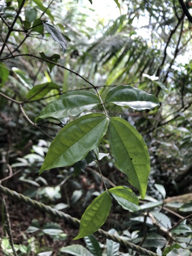 Strychnos cathayensis