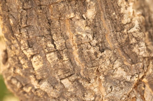 Strychnos cocculoides (Kaffir orange) — photo