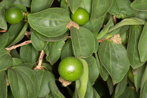 Strychnos cocculoides